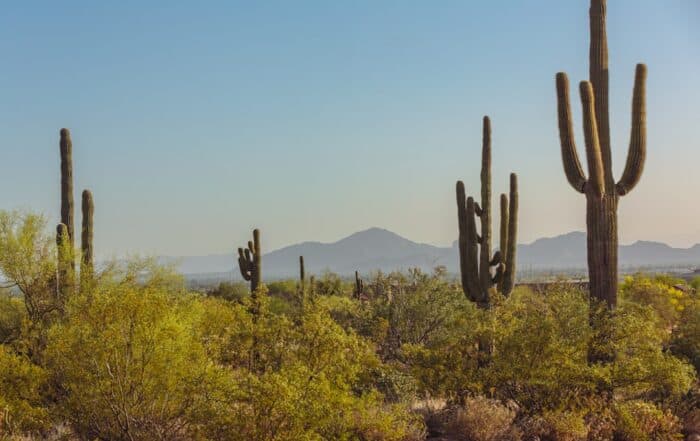 A desert landscape with cactus trees and mountains.
