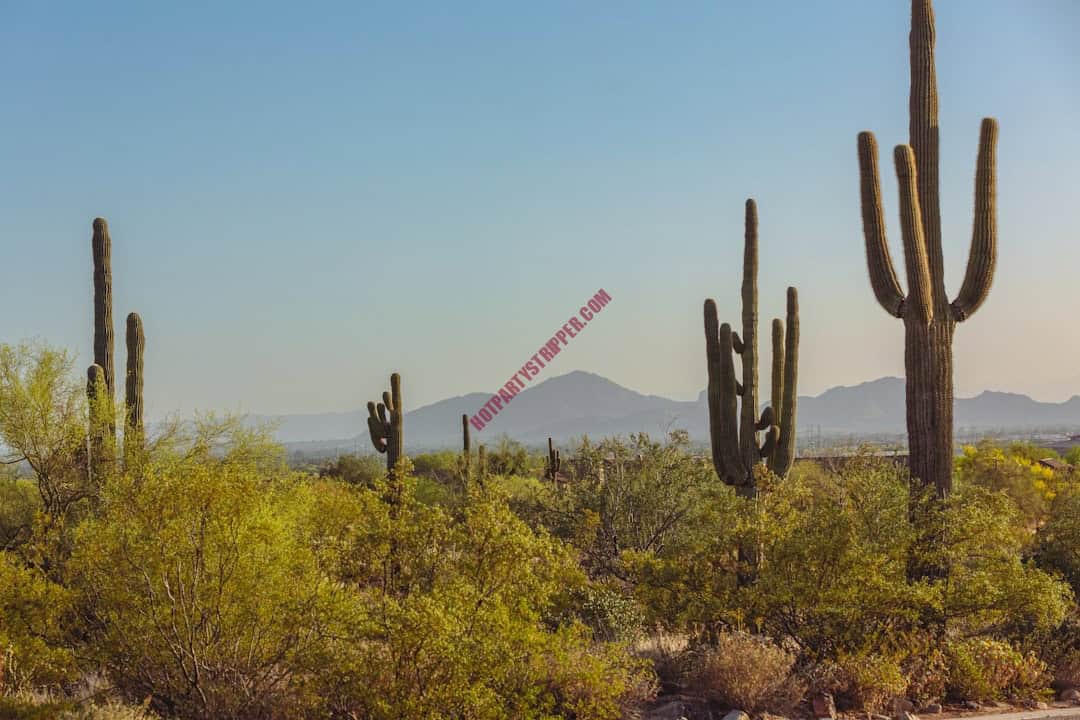 featured-image-1748969795 | Hot Party Stripper A desert landscape with cactus trees and mountains.