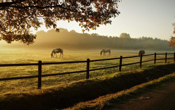 Horses grazing in the morning mist.