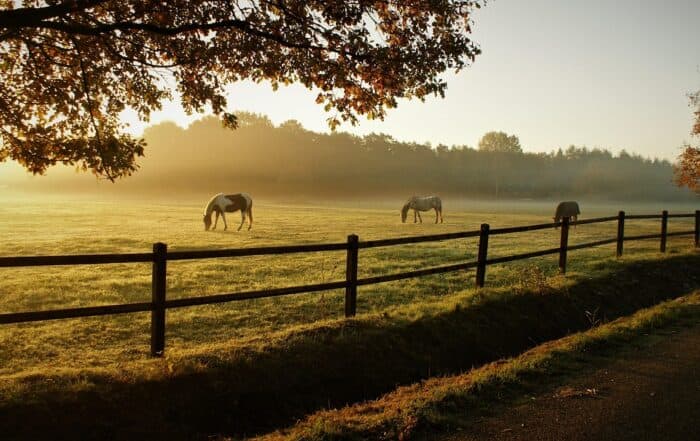 featured-image-1748976207 | Hot Party Stripper Horses grazing in the morning mist.