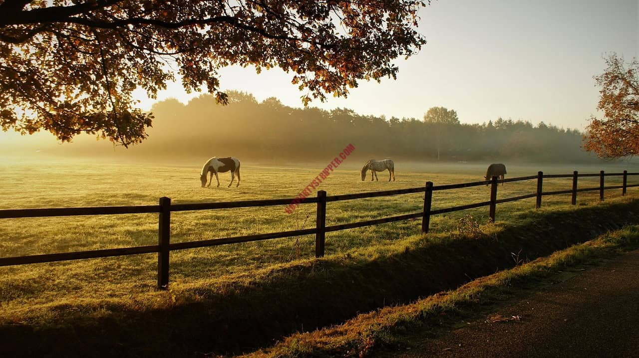 featured-image-1748976207 | Hot Party Stripper Horses grazing in the morning mist.