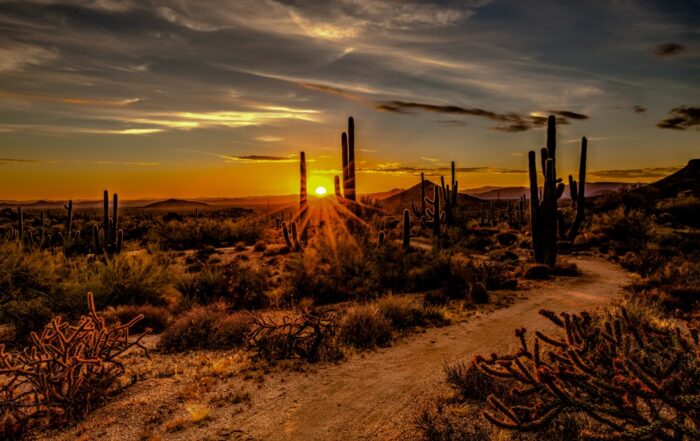 featured-image-1748979874 | Hot Party Stripper The sun sets over a desert landscape with cactus trees.