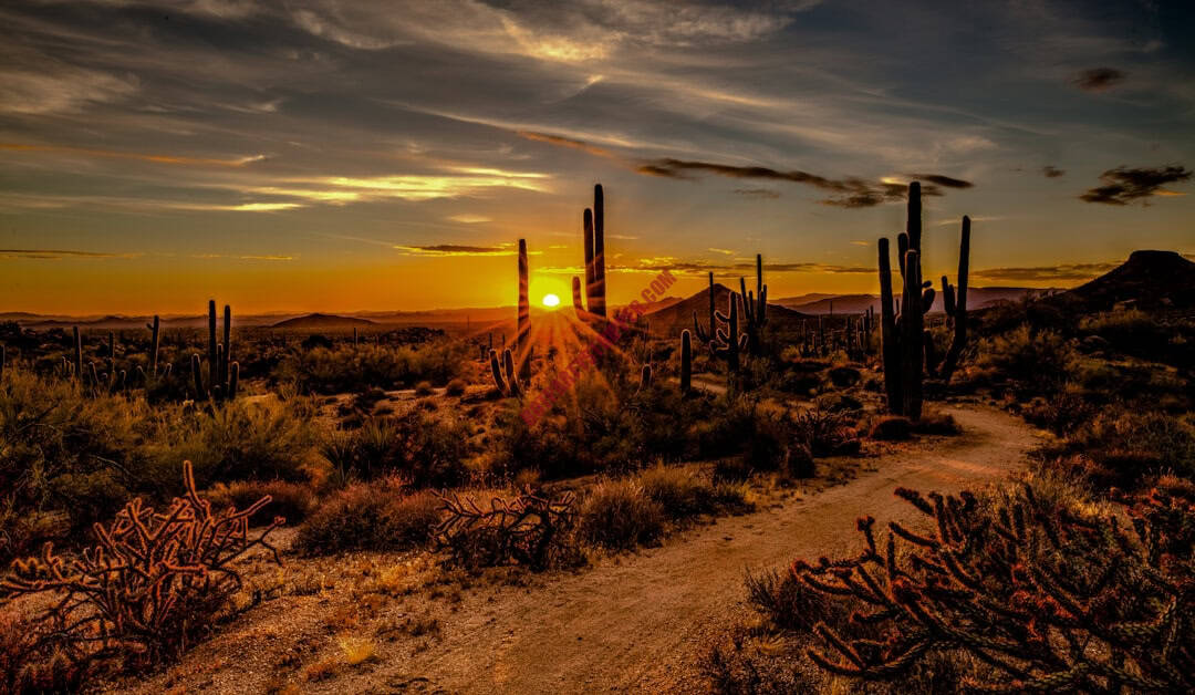 featured-image-1748979874 | Hot Party Stripper The sun sets over a desert landscape with cactus trees.